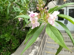 × chitalpa tashkentensis