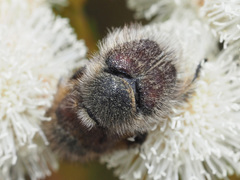 Peritrichia cinerea