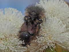 Peritrichia cinerea