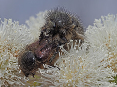 Peritrichia cinerea
