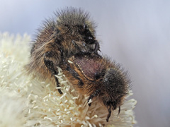 Peritrichia cinerea