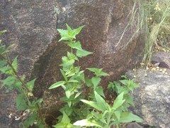 Fleischmannia prasiifolia