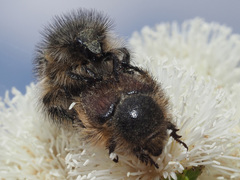 Peritrichia cinerea