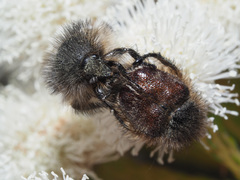 Peritrichia cinerea