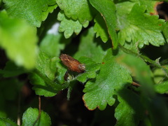 Eugauria albidentata