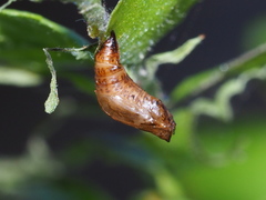 Eugauria albidentata