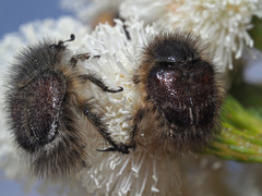 Peritrichia cinerea