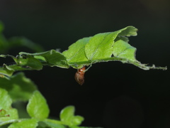 Eugauria albidentata