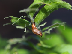 Eugauria albidentata