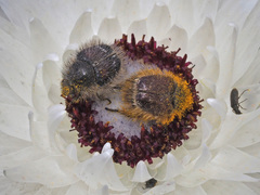 Peritrichia cinerea