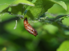 Eugauria albidentata