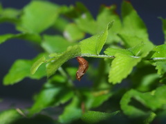 Eugauria albidentata