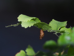 Eugauria albidentata