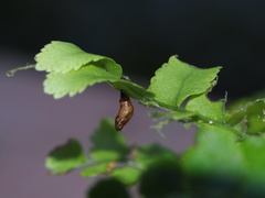 Eugauria albidentata