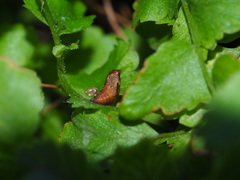 Eugauria albidentata