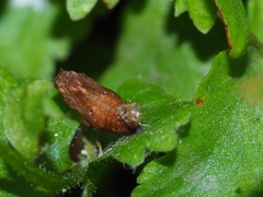 Eugauria albidentata