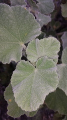 Malacothamnus davidsonii