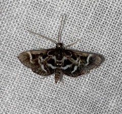 Diasemiodes janassialis
