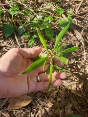 Myoporum acuminatum