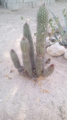Stenocereus thurberi