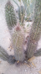 Stenocereus thurberi