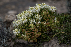 Stackhousia spathulata