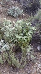 Malacothamnus davidsonii