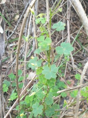 Oxalis chnoodes
