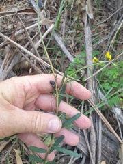 Crotalaria brevis