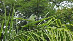 Graydidascalus brachyurus