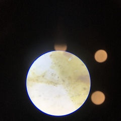 Stigeoclonium