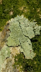 Pertusaria hymenea