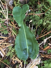 Tipularia japonica