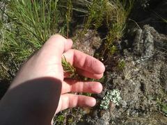 Phyllanthus ramillosus