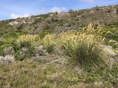 Capeochloa cincta cincta