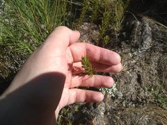 Phyllanthus ramillosus