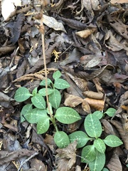 Goodyera schlechtendaliana