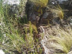 Phyllanthus ramillosus