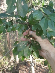 Cyclophyllum coprosmoides