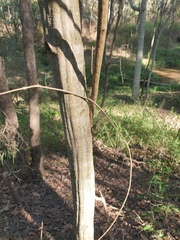 Cyclophyllum coprosmoides
