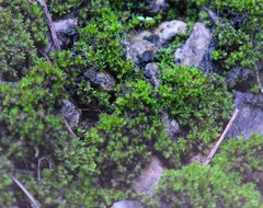 Sematophyllum