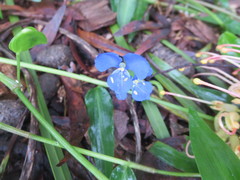 Commelina cyanea