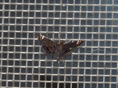 Eugauria albidentata