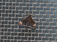 Eugauria albidentata