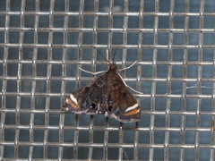 Eugauria albidentata