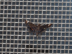 Eugauria albidentata