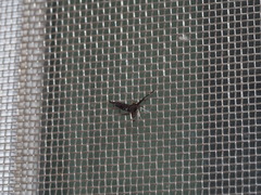 Eugauria albidentata