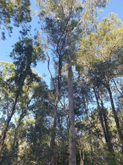 Eucalyptus moluccana