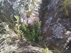 Phyllanthus ramillosus