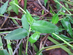 Commelina cyanea